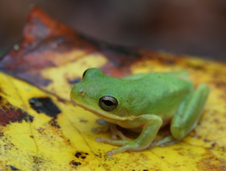 Green Treefrog